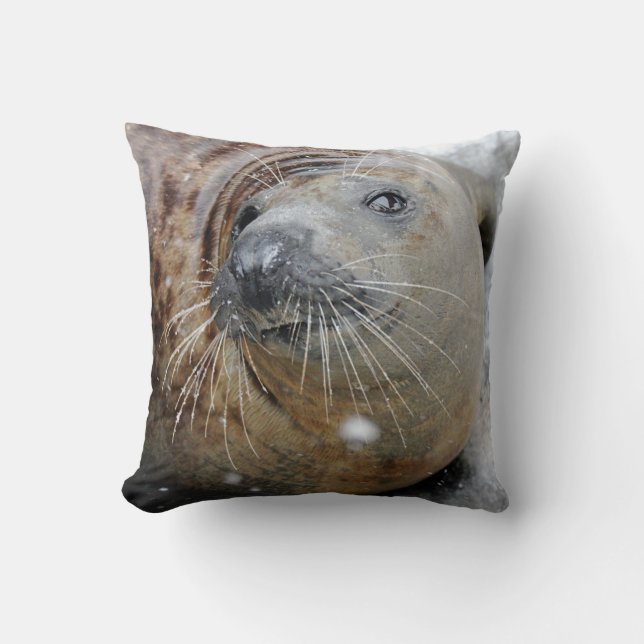 Grey Seal on Ice Cushion (Front)