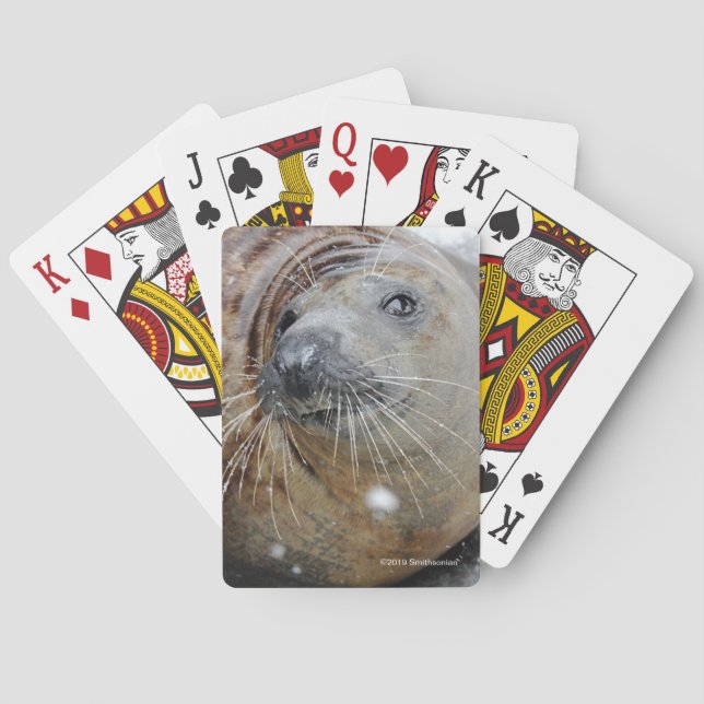 Grey Seal on Ice Playing Cards (Back)