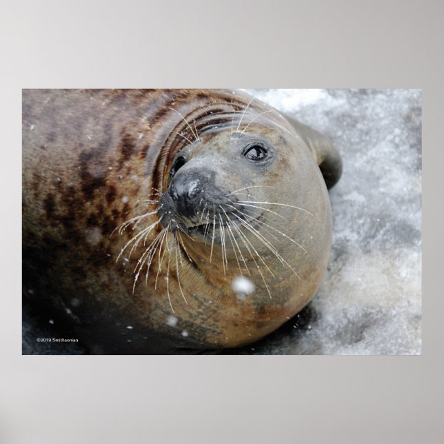 Grey Seal on Ice Poster (Front)