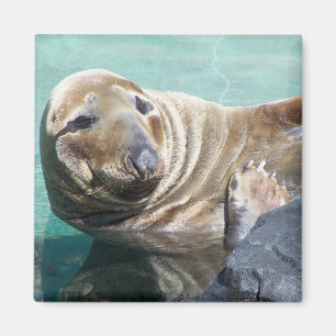 Grey Seal Portrait Magnet