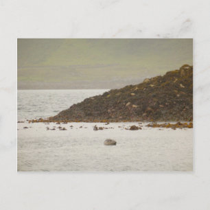 Grey Seal Postcard