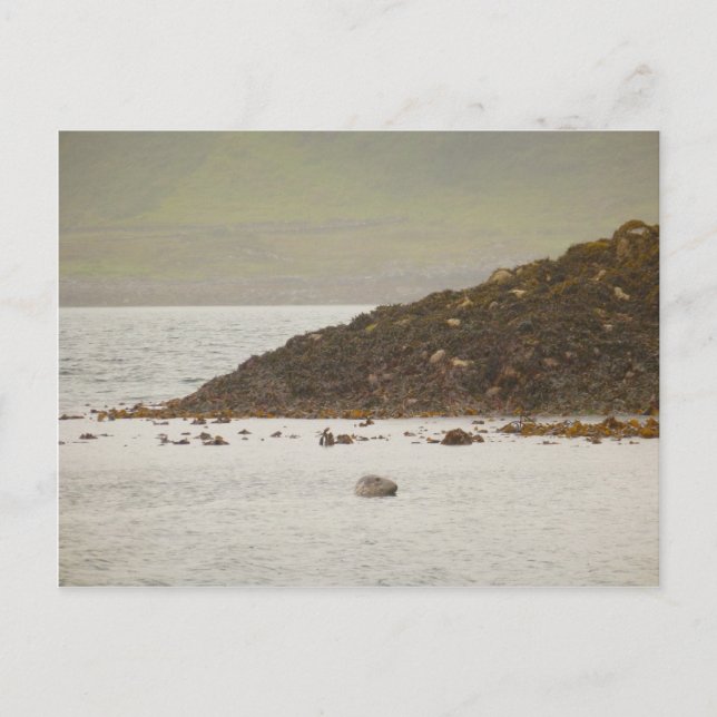 Grey Seal Postcard (Front)