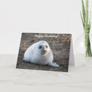 Grey Seal pup Birthday Card