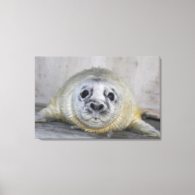 Grey Seal Pup Canvas Print (Front)