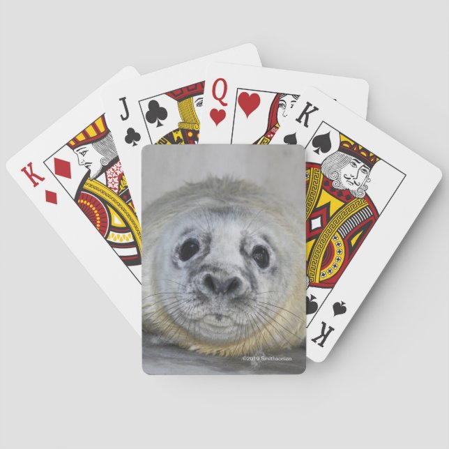 Grey Seal Pup Playing Cards (Back)