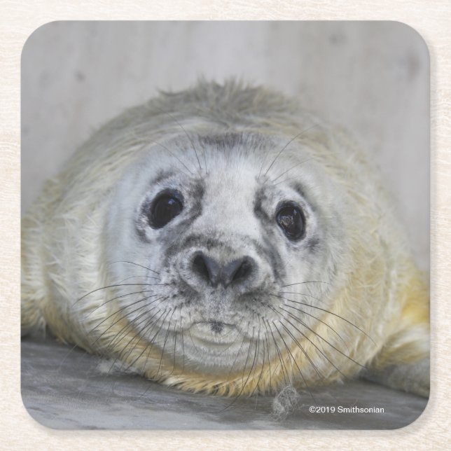 Grey Seal Pup Square Paper Coaster (Front)