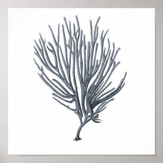 Grey Sealife Group 12A Print #6 Sea Coral (Front)