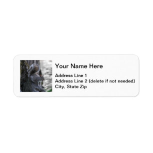 Grey Squirrel