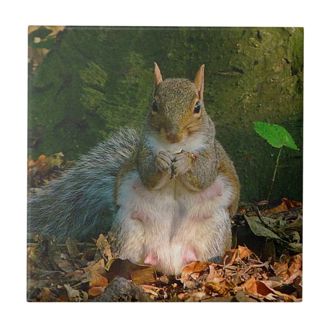 Grey Squirrel 01 Tile (Front)
