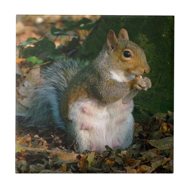 Grey Squirrel 02 Tile (Front)