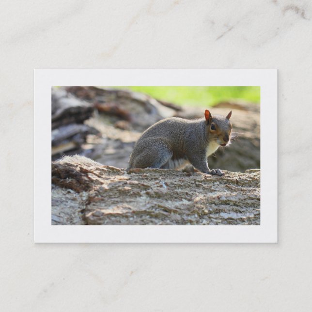 Grey Squirrel (Bordered) Business Card (Front)
