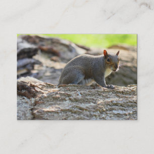 Grey Squirrel Business Card