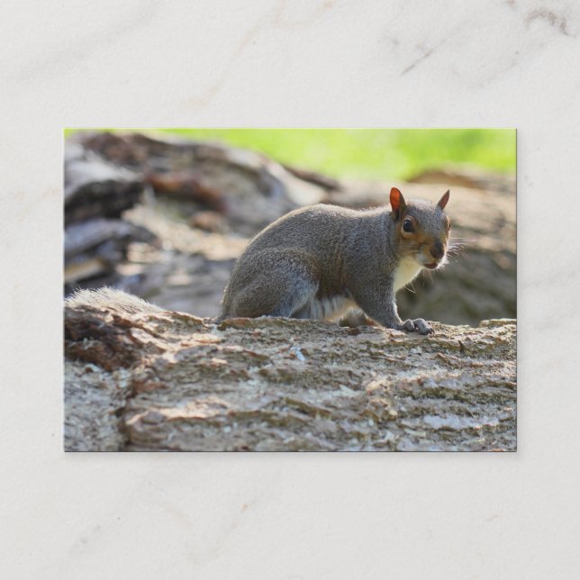 Grey Squirrel Business Card (Front)