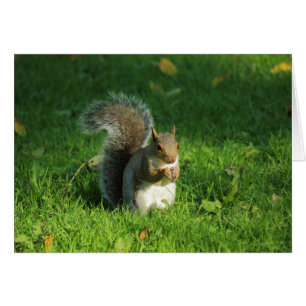 Grey Squirrel, Bute Park, Cardiff