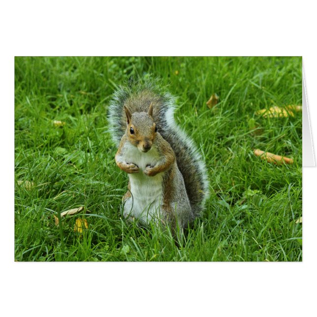 Grey Squirrel, Bute Park, Cardiff (Front Horizontal)