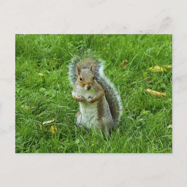 Grey Squirrel, Bute Park, Cardiff Postcard (Front)