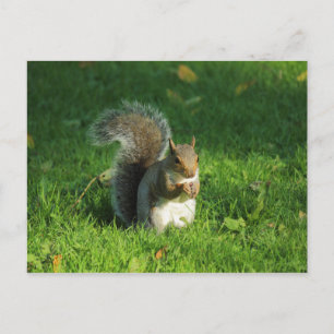 Grey Squirrel, Bute Park, Cardiff Postcard