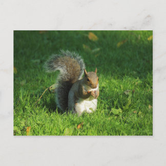 Grey Squirrel, Bute Park, Cardiff Postcard