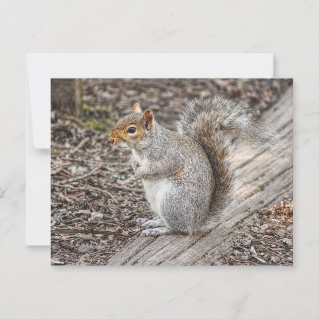 Grey Squirrel Bute Park, Cardiff, Wales. Card (Front)