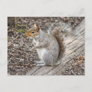 Grey Squirrel Bute Park, Cardiff, Wales. Postcard
