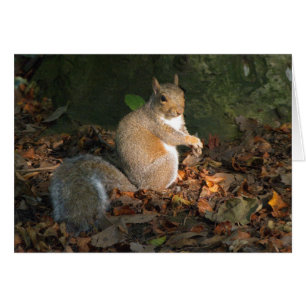 Grey Squirrel - Bute Park, Cardiff, Wales, UK