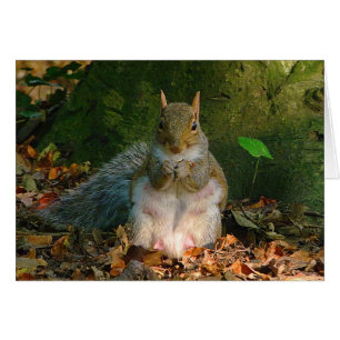 Grey Squirrel - Bute Park, Cardiff, Wales, UK