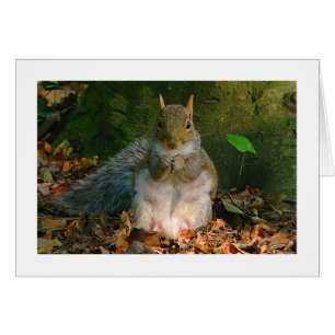 Grey Squirrel - Bute Park, Cardiff, Wales, UK