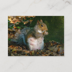 Grey Squirrel - Bute Park, Cardiff, Wales, UK Business Card