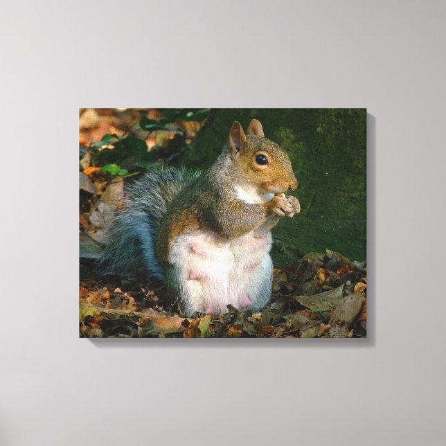 Grey Squirrel - Bute Park, Cardiff, Wales, UK Canvas Print (Front)