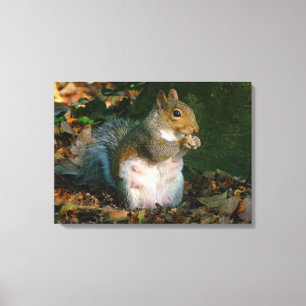 Grey Squirrel - Bute Park, Cardiff, Wales, UK Canvas Print