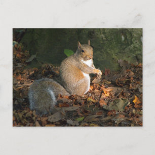 Grey Squirrel - Bute Park, Cardiff, Wales, UK Postcard