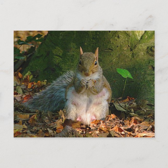Grey Squirrel - Bute Park, Cardiff, Wales, UK Postcard (Front)
