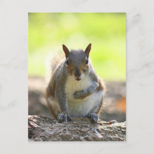 Grey Squirrel - Bute Park, Cardiff, Wales, UK Postcard