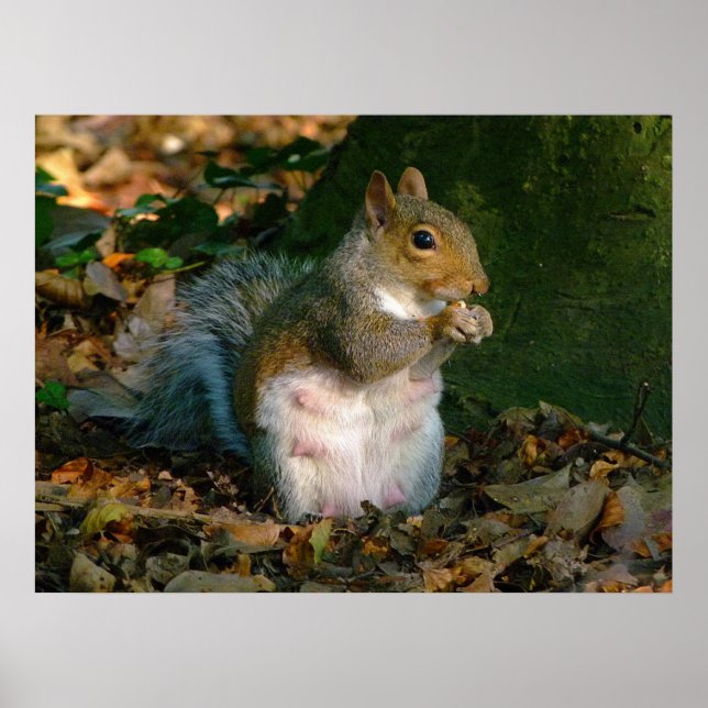 Grey Squirrel - Bute Park, Cardiff, Wales, UK Poster (Front)