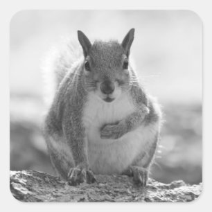Grey Squirrel - Bute Park, Cardiff, Wales, UK Square Sticker
