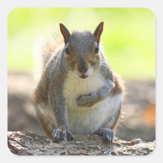 Grey Squirrel - Bute Park, Cardiff, Wales, UK Square Sticker (Front)