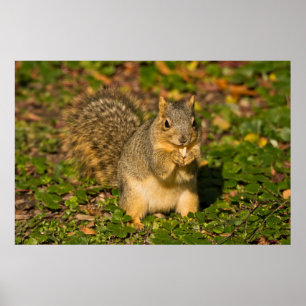 Grey Squirrel, eating, peanut, Crystal Springs 1 Poster