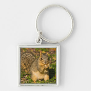 Grey Squirrel, eating, peanut, Crystal Springs Key Ring