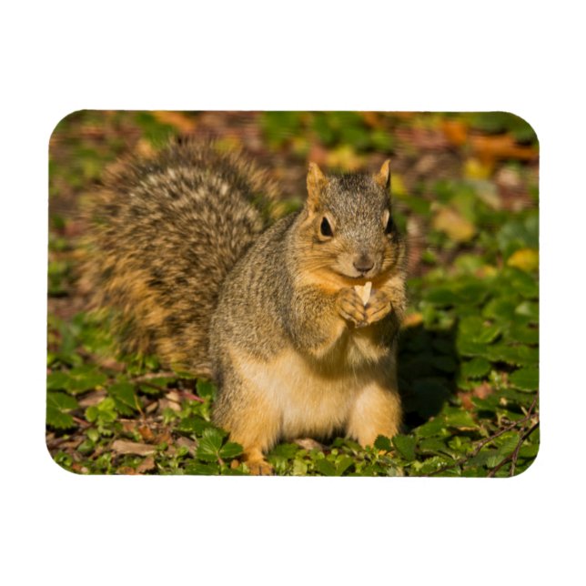 Grey Squirrel, eating, peanut, Crystal Springs Magnet (Horizontal)