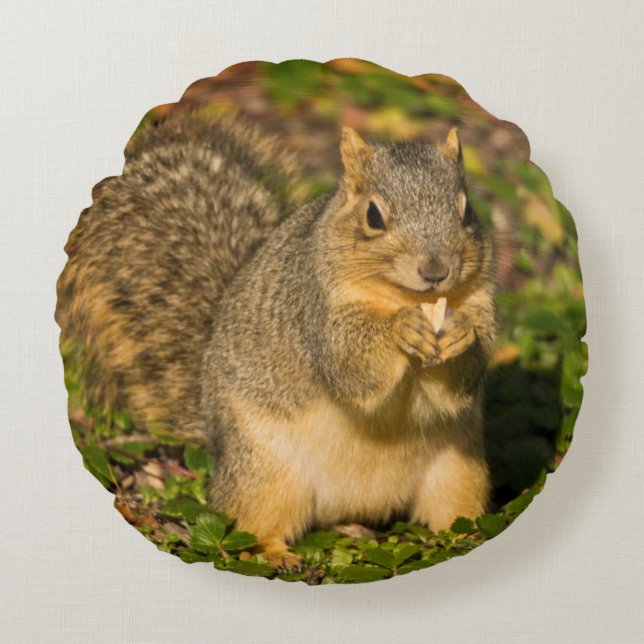 Grey Squirrel, eating, peanut, Crystal Springs Round Cushion (Front)