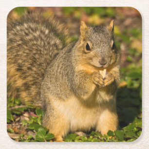 Grey Squirrel, eating, peanut, Crystal Springs Square Paper Coaster