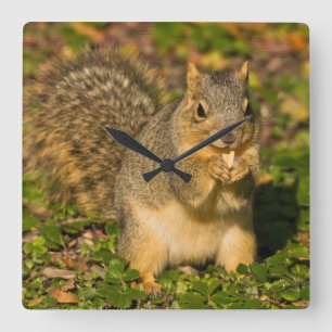 Grey Squirrel, eating, peanut, Crystal Springs Square Wall Clock