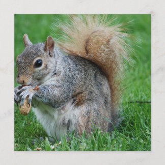 Grey Squirrel Invitations