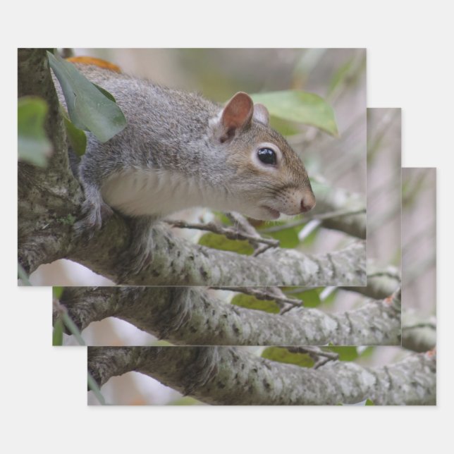 Grey Squirrel Keeping Watch Wrapping Paper Sheet (Set)