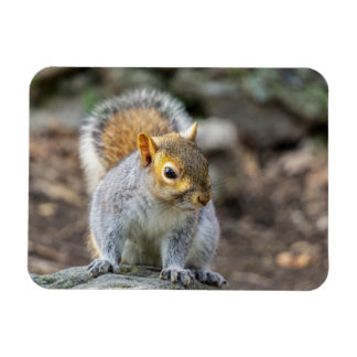 Grey squirrel magnet