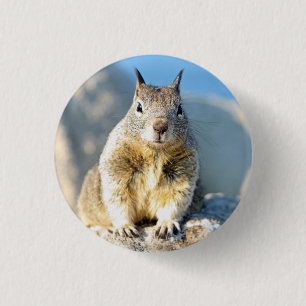 Grey squirrel, Monterey Bay, California 3 Cm Round Badge