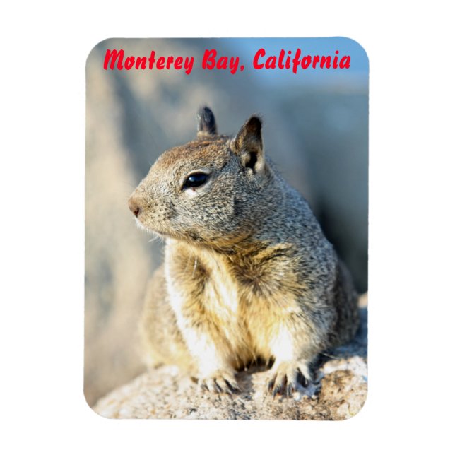 Grey squirrel, Monterey Bay, California Magnet (Vertical)