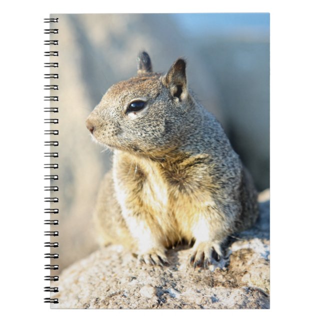 Grey squirrel, Monterey Bay, California Notebook (Front)