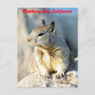 Grey squirrel, Monterey Bay, California Postcard