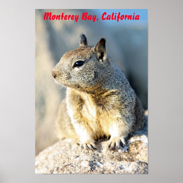 Grey squirrel, Monterey Bay, California Poster (Front)